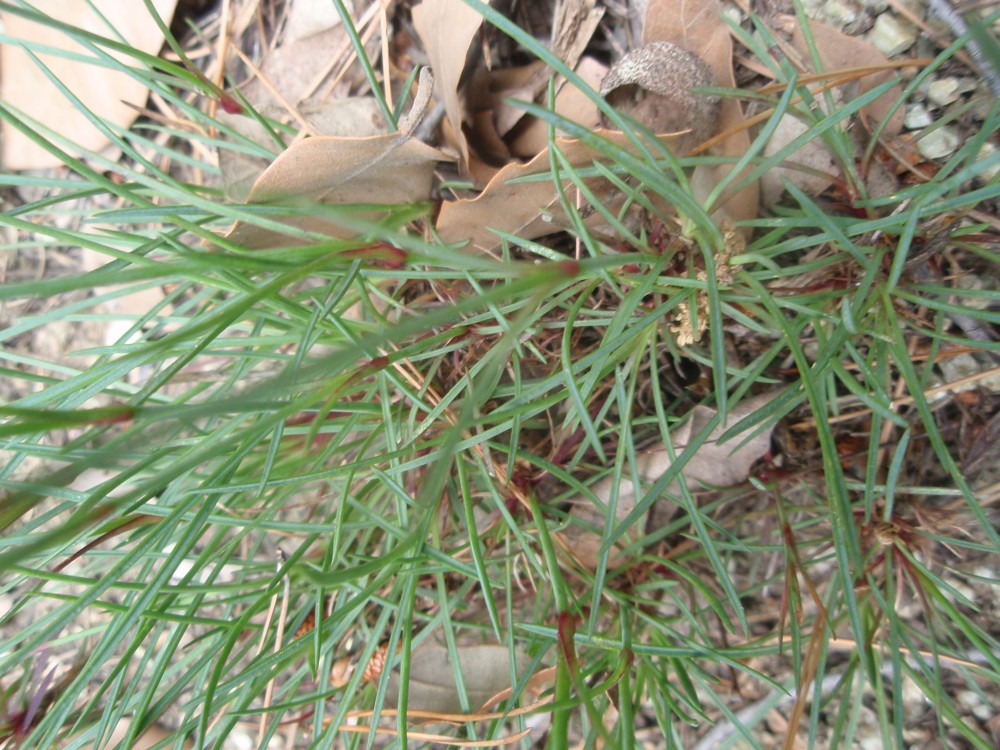 Dianthus sylvestris